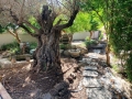 Maison ferme à vendre à Galilée Israel. 